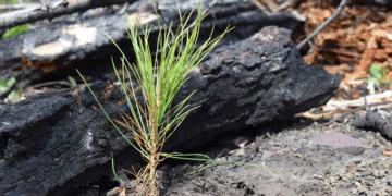 Tamarack Celebrates Arbor Day with Tree Planting