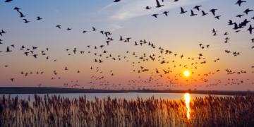 Tamarack Trail Mix: Data Migration