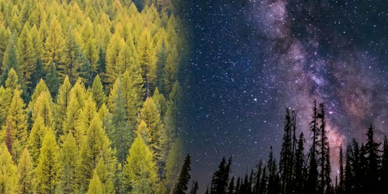 Tamarack makes strategic shift to Tamarack.ai