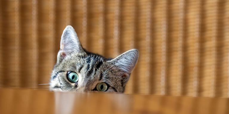 If You’re Not Curious, Don’t Bother with Data If You’re Not Curious, Don’t Bother with Data