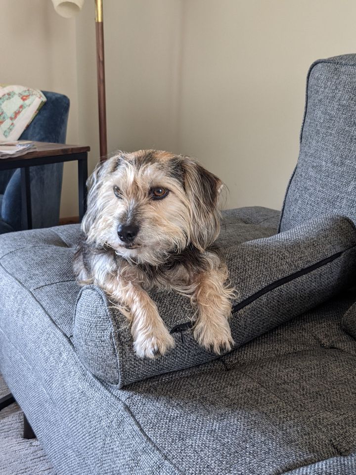 Jeremy Fisher's dog Charlie