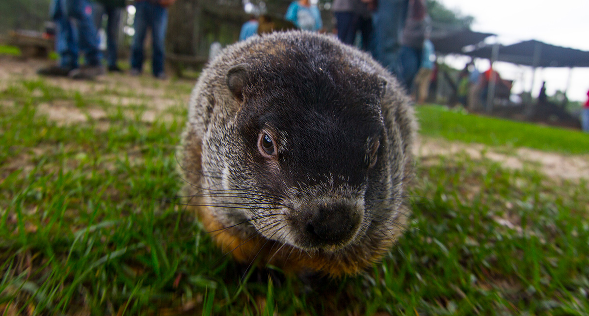 Groundhog