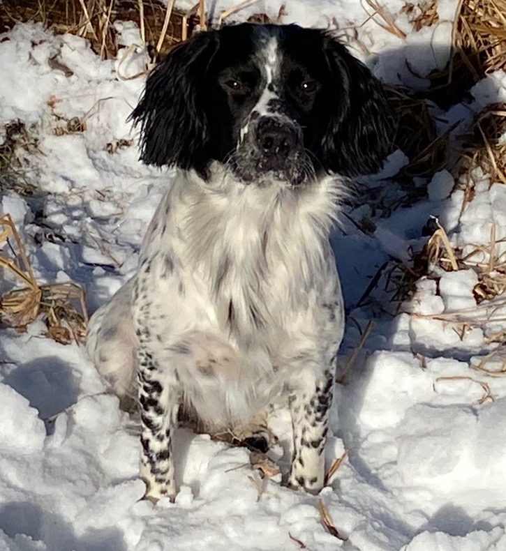Ryder - English Springer Spaniel