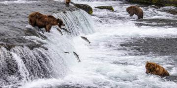 Tamarack Trail Mix: Tips & Tricks for Solifi’s Portfolio Management Software