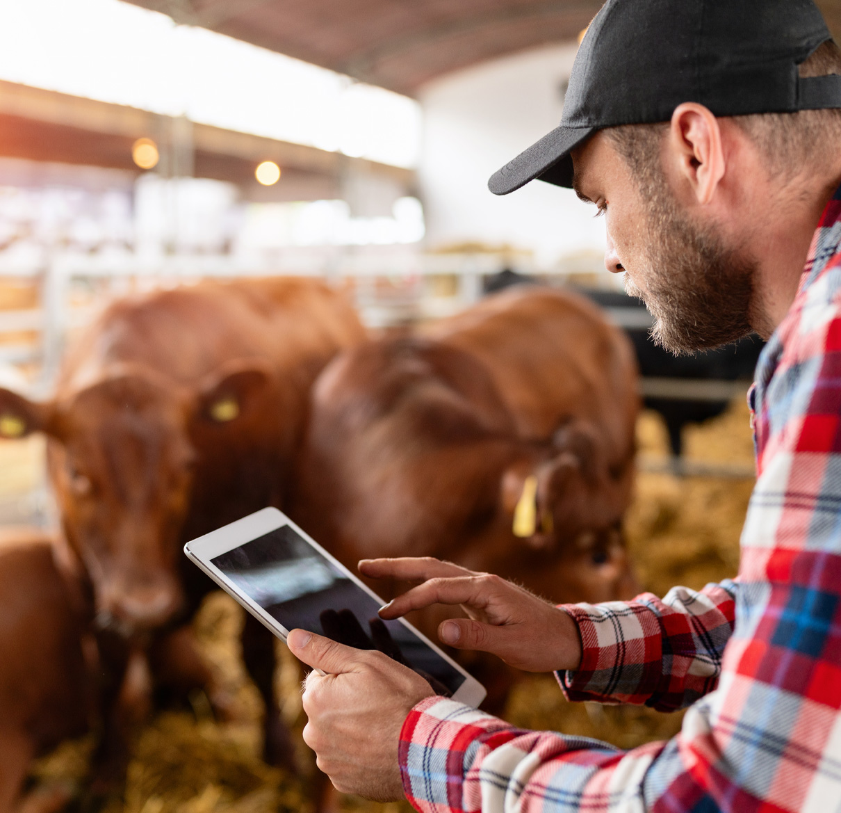 Cattle Technology