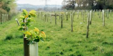 Tamarack Trail Mix: Solifi’s Portfolio Management user-defined fields