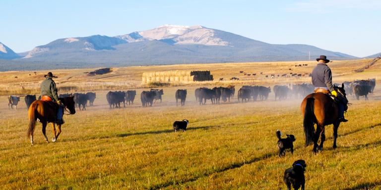 Learning about modern asset management on the cattle drive Learning about modern asset management on the cattle drive