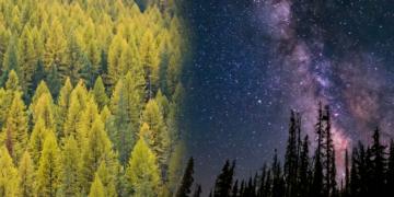 Tamarack makes strategic shift to Tamarack.ai