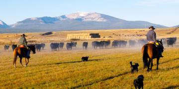 Learning about modern asset management on the cattle drive