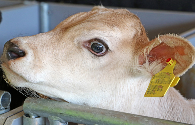 Calf RFID