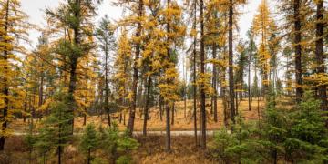 Tamarack Trail Mix: Correcting Payments via Contract Maintenance